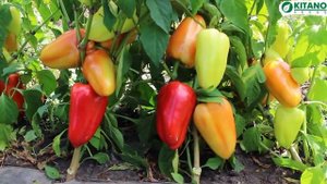 Сладкий перец ЯНИКА F1 селекции Китано