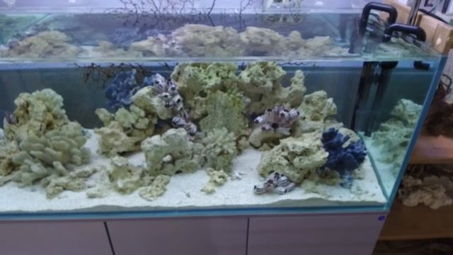 Обзор всех аквариумов - изменения за полтора месяца. часть 2 смотреть онлайн