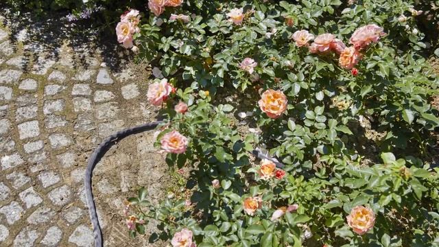 Шланг Gardena Liano смотреть онлайн