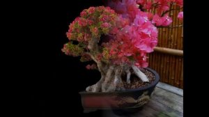 Bougainvillea(Bougainvillea 'Pink Pixie')