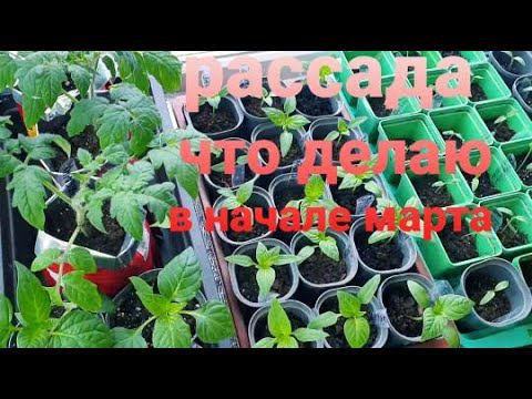 томат хурма рассада.