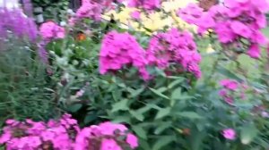 Моя ДАЧА. Обзор цветников. Приглашаю в гости.