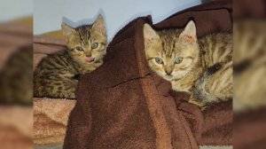 Сколько у нас живет домашних животных. Мои домашние животные. Много разных домашних животных.