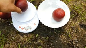 Нектарин Биг Топ ( Big Top) 29.07.2018