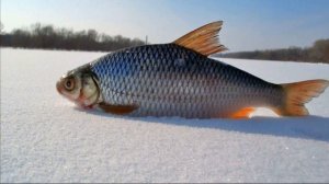 ? КАК ЛОВИТЬ ПЛОТВУ? СОВЕТЫ НАЧИНАЮЩЕМУ