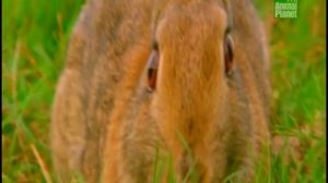 Горностаи охотятся на кроликов (Animal planet)
