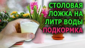 ПОДКАРМЛИВАЮ ТАК ВСЕ СВОИ КОМНАТНЫЕ РАСТЕНИЯ КРУГЛЫЙ ГОД - ВСЕ В ЗЕЛЕНИ И ЦВЕТАХ
