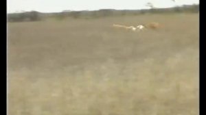 Состязание борзых по зайцу | Выпуск №97 (UKR)