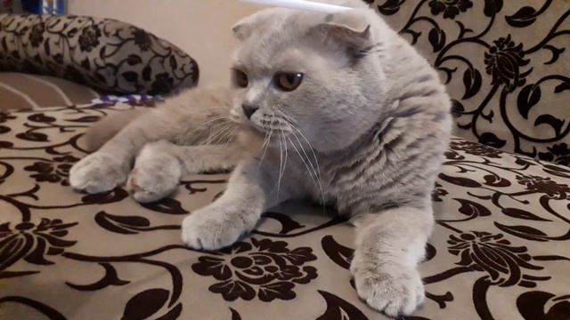 мой домашний питомец 2 часть