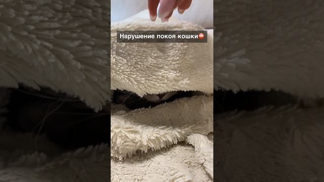 5 действий, которые испортят отношения с кошкой смотреть онлайн