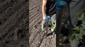 Посадка рассады помидора,капусты-пистолетом Planting tomato seedlings, cabbage-gun