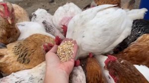 ЧТОБЫ СОБИРАТЬ ЯЙЦА ВЕДРАМИ Показываю все как есть