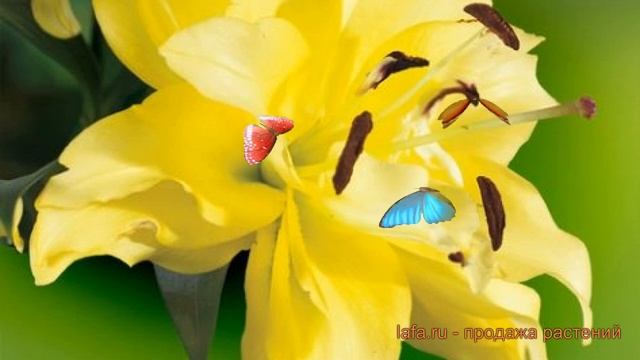 Лилия восточная махровая Фифти Фифти ? обзор: как сажать, луковицы лилии Фифти Фифти смотреть онлайн