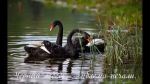 Поль Мариа  ,,Душа на двоих"