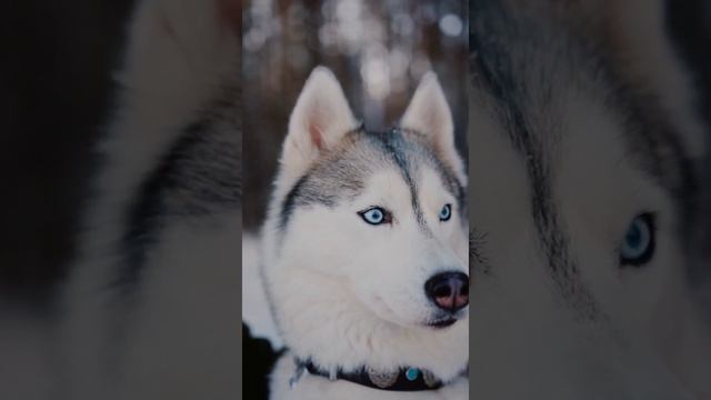 Хаски,похож на волка #хаски #собакадругчеловека Хаски красавец #волк