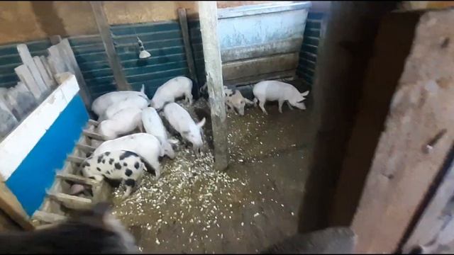 Забой свинки породы йоркшир,результат по мясу