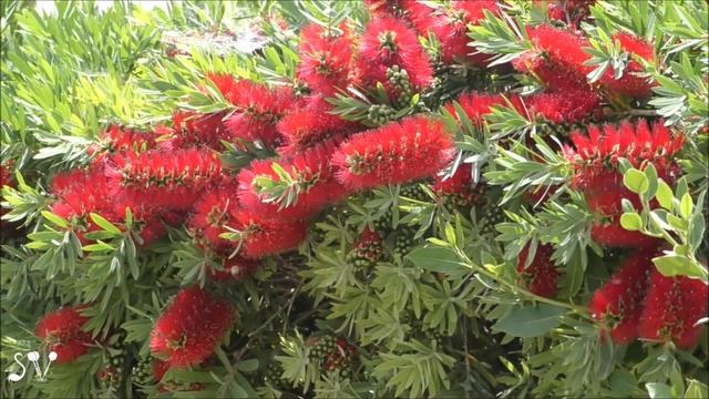 Callistemon / Каллистемон / קליסטמון смотреть онлайн