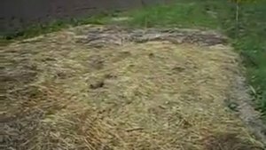 Ну очень ленивый огород