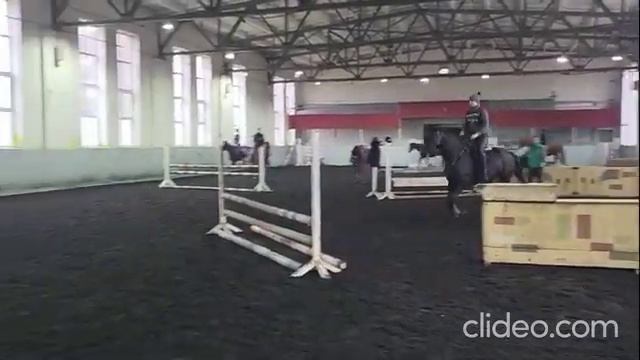 Вороная высокая кобыла в конкур. Арт.: 0157 смотреть онлайн