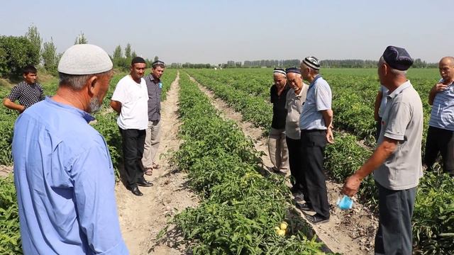 Linda F1 (Sakata) pomidorining Farg'ona viloyatidagi seminari (07.09.2021) смотреть онлайн