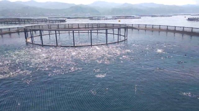 Садки с форелью в Турции - кормление. смотреть онлайн