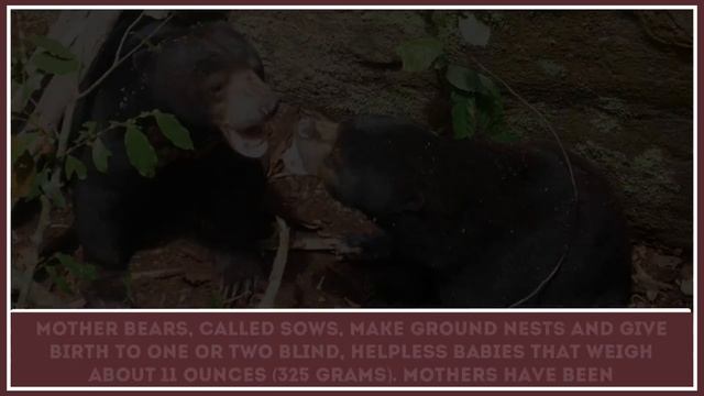 Fun Facts about Malayan Sun Bear – Educational Video for Schools смотреть онлайн