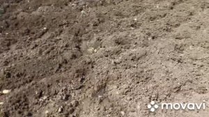 ПОСАДКА КАРТОФЕЛЯ 19.06.2021. ВТОРАЯ ПОСАДКА КАРТОФЕЛЯ. ОГОРОД НА КУБАНИ