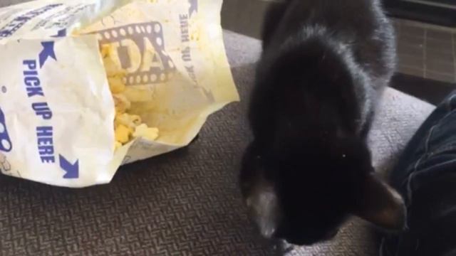 Catch My Clip: Petunia смотреть онлайн