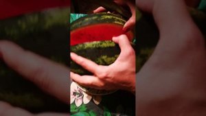 Арбузы в Витебской области Беларуси,реально?