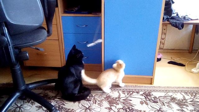 Котики играют. смотреть онлайн