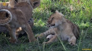 Дикие кошки Африки