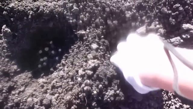 Посев в открытый грунт бобовых культур гороха, бобов и фасоли смотреть онлайн