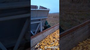 Уборка кукурузы 2020 р. комбайном Херсонец 7 с бункером