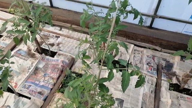 Выращивание томатов в теплице по методу Г  Кизимы