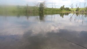 Ловля карпа на горох"""