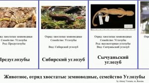 Животное, отряд хвостатые земноводные, семейство Углозубы animal тритон Безлёгочные когтистый