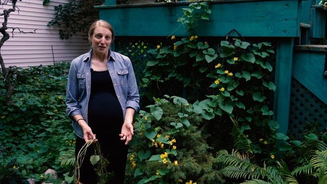 Goldencreeper (Thladiantha dubia): A listed invasive plant in Wisconsin смотреть онлайн