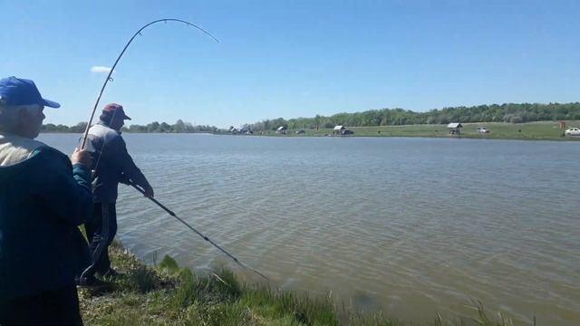 пруд Черноморец 19.05.19г. карп на 5кг смотреть онлайн