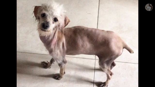 A strange animal entered the owner approached and was startled by fear