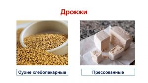 Протисты. Тема 10. Плесневые грибы и дрожжи. Лабораторная работа №3