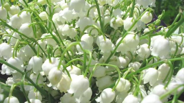 Ландыши,ландыши... смотреть онлайн