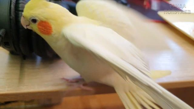 Мой день с 3-мя ручными попугаями! смотреть онлайн