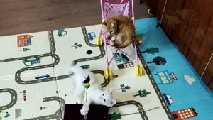 Мяч на удачу, веселая игра котят.