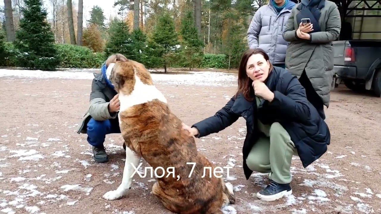 Как выглядит экскурсия в питомнике САО "" УСАДЬБА КАРХУЛА "" смотреть онлайн