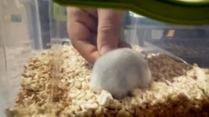 Как приучить хомяка к рукам. Джунгарский хомяк.