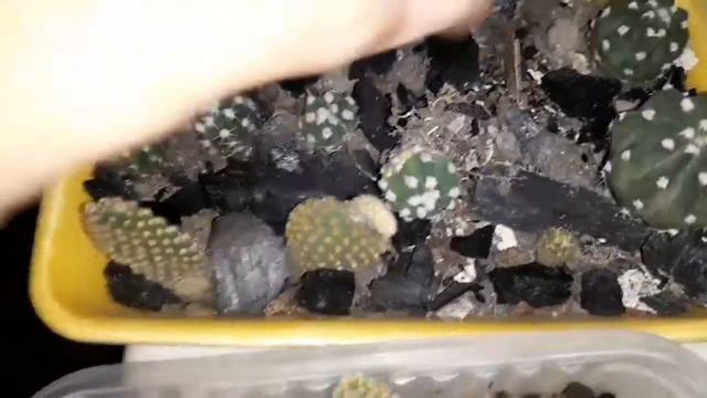 CACTOS COMO FAZER MUDAS SEM SE MACHUCAR E TER SUCESSO NO ENRAIZAMENTO PASSO A PASSO смотреть онлайн