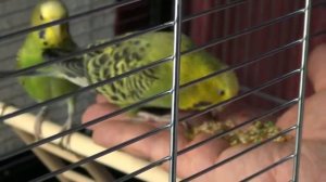 Как приручить попугаев. Наши волнистики