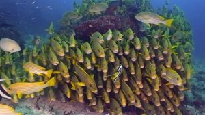 The Pioneer of Scuba Diving in Raja Ampat | Max Ammer | Indonesia