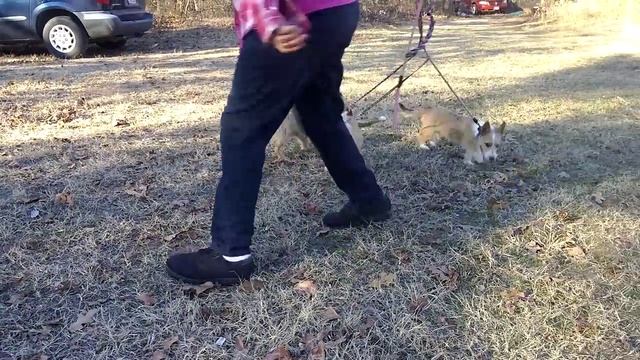 The 3 Wire Portuguese Podengo Pequeno Boys смотреть онлайн