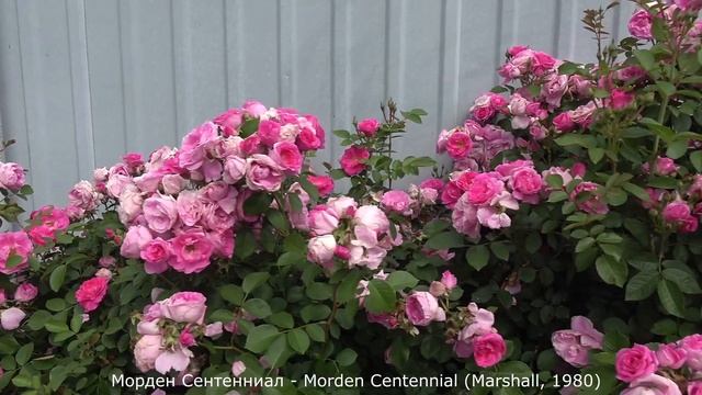 Обзор розы Модерн Сентенниал (Канадская) - Morden Centennial (Marshall, 1980) смотреть онлайн